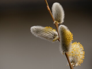 Withering pussy willow catkins (Salix caprea)