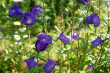 Purple bell flowers on a sunny lawn.