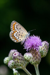 Lycaenidae / İdas Mavisi / / Plebejus idas