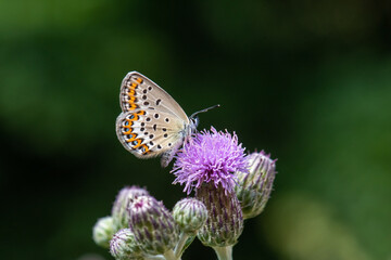 Lycaenidae / İdas Mavisi / / Plebejus idas