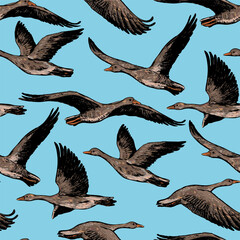 Obraz premium Hand drawn vector seamless pattern of flying greylag geese. Background of wild birds realistic ink sketches. Vintage colorful design for wallpaper, wrapping, textile, postcard, print, fabric, decor.