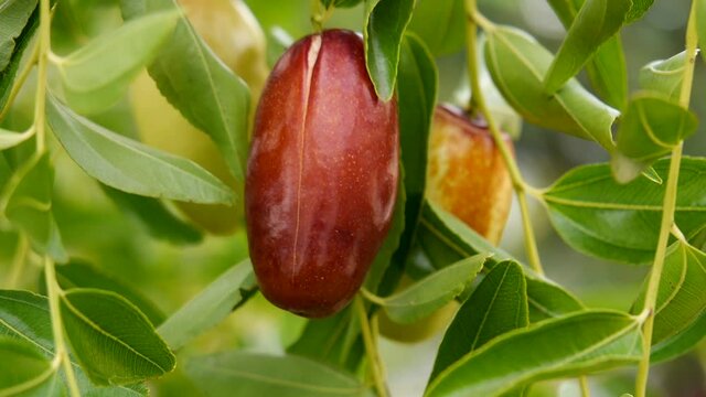 Date fruit or ziziphus growing on tree in yard, close up nature organic food