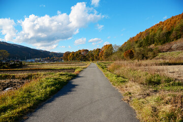 Fototapeta na wymiar のどかな田舎町の田んぼ、オレンジ色に紅葉した防風林、秋の晴れた日のアスファルトの一本道。田園風景。長閑。青い空、白い雲。
