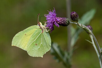 Pieridae / Orakkanat / / Gonepteryx rhamni