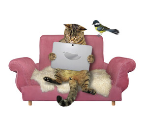 The beige cat is sitting on a pink sofa and using a silver laptop. A bird is next to him. White background. Isolated.
