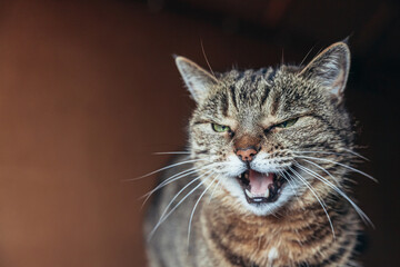 Funny portrait arrogant short-haired domestic tabby cat posing on dark brown background. Little kitten lovely member of family playing at home. Pet care health and animal concept Copy space