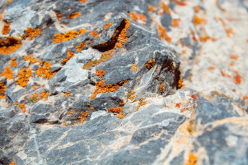 orange mold on blue rock
