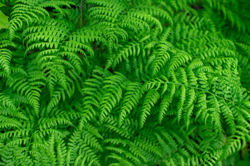 Green background of ferns with uniform lighting. Natural background