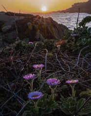 FLower in the coastal sunset