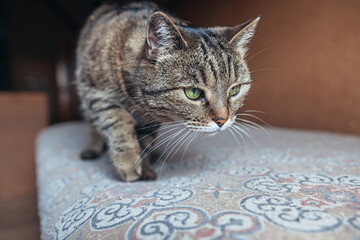 Funny portrait arrogant short-haired domestic tabby cat relaxing at home. Little kitten lovely...