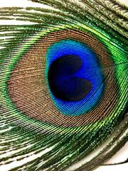 Obraz premium peacock feather close up