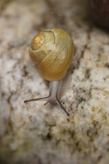 Gartenschnecke 