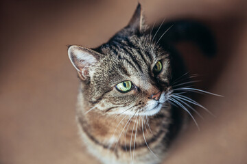 Obraz premium Funny portrait arrogant short-haired domestic tabby cat relaxing at home. Little kitten lovely member of family playing indoor. Pet care health and animal concept.