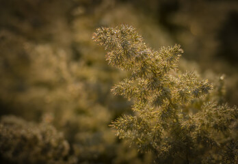 Weed grass in the fog.Field grass