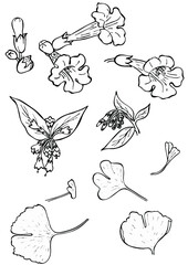 Black and white floral elements set. Good for wedding invitation, background, brochure or wrapping paper design. Vector