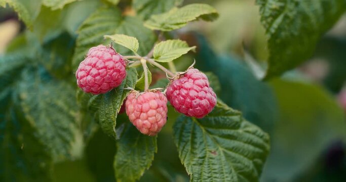 Raspberry berries on branches in summer garden