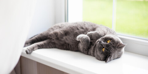 Beautiful fluffy shorthair British cat lying on the windowsill and has relax