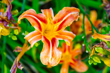 Wash-house Lily