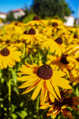 Great Coneflower
