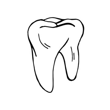 Hand-drawn image of a tooth. Graphic black and white vector image. Isolated on white
