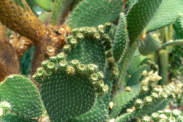 detail on a flowering leaf of Opuntia Cactus