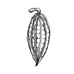 Fototapeta premium A hand-drawn graphic image of a cocoa fruit. Black and white vector image isolated on white background.