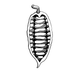 A hand-drawn graphic image of a cocoa fruit with cocoa beans. Black and white vector image isolated on white background.