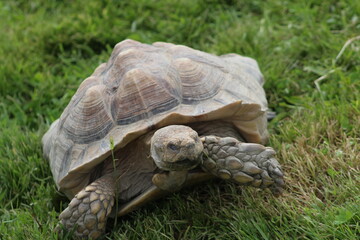 Giant Tortoise on Grass