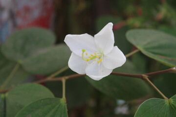 Beautiful white flower blooming in the garden in spring