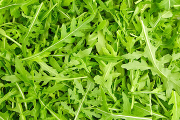 Fresh arugula or rucola leaves texture background.