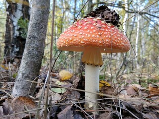 fly agaric mushroom in forest