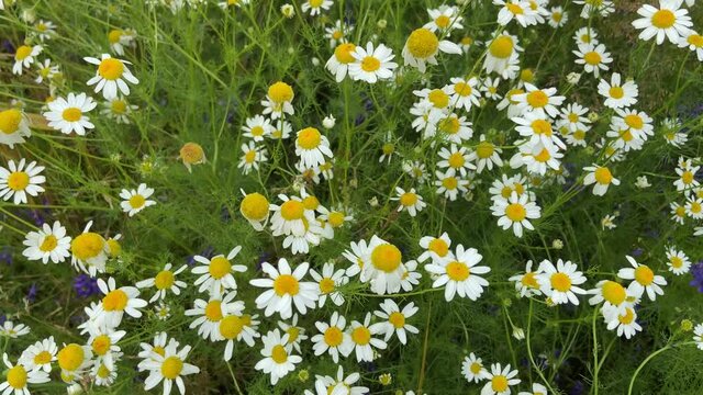 Chamomile meadow close-up on a summer day. White wildflowers next to a wheat field.