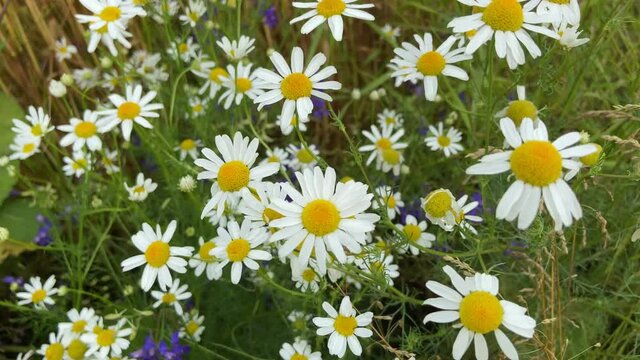 Chamomile meadow close-up on a summer day. White wildflowers.