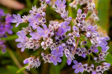 Obraz premium sea lavender close up of flowers and foliage