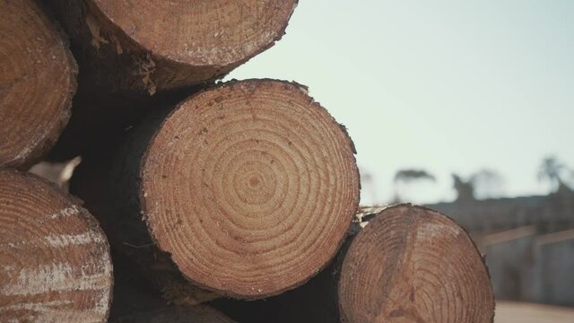 madeira bruta em pilha, com raio de sol
