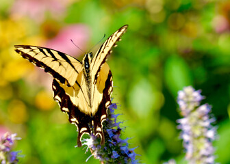 An Eastern Tiger Swallowtail Butterfly (Papilio glaucus) taking off from a flower with its wings open and front wings separated from hindwings.  Blurred natural background. Copy space.  Closeup.  