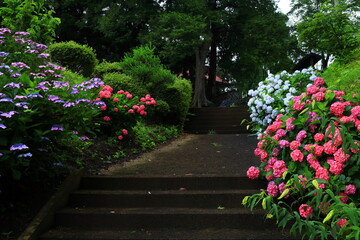 Obraz premium 森に咲く紫陽花