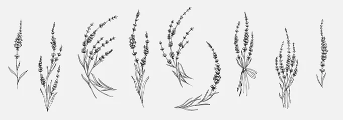 Reihe von floralen Elementen für Design - Lavendel, Lavandula-Zweig. Skizzenelement für Etiketten, Verpackungen und Kartendesign. © Anastasiya