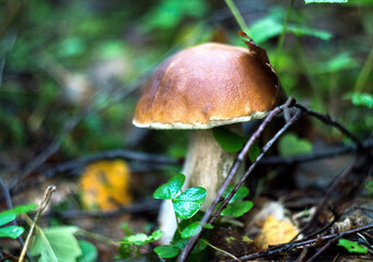 Beautiful and delicious boletus
