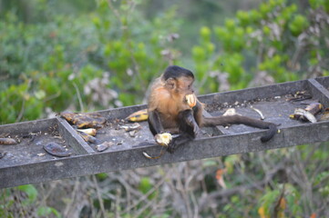 Capuchin monkey eating banana - Tiangua, CE, BR