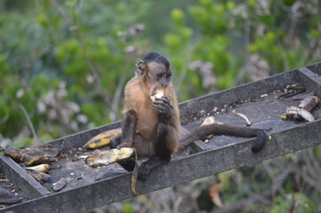 Capuchin monkey eating banana - Tiangua, CE, BR
