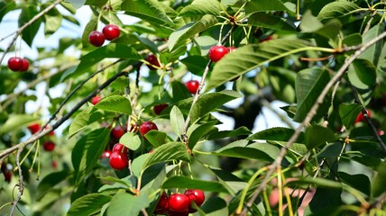 Cherries on the tree