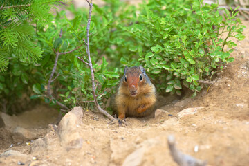 Gofer peeking out of a bush and looking around