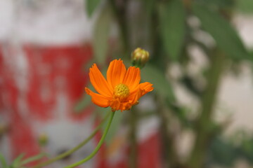 Beautiful fresh close-up view orange flower of Cosmos sulphureus 