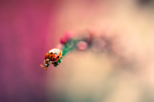 Close-up of ladybug crawling on plant