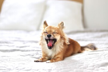 Chihuahua dog, animal, home, cute
