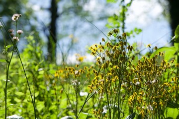 field of dandelions