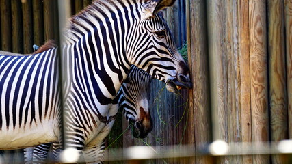 Zebras in their zoo enclosure seen through bars as they eat in the morning sun