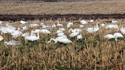 Flock of geese gathered on stubble field