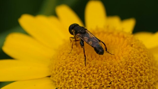 Copulation of wild wasps on a flower. Mating of insects in a meadow in a natural environment.